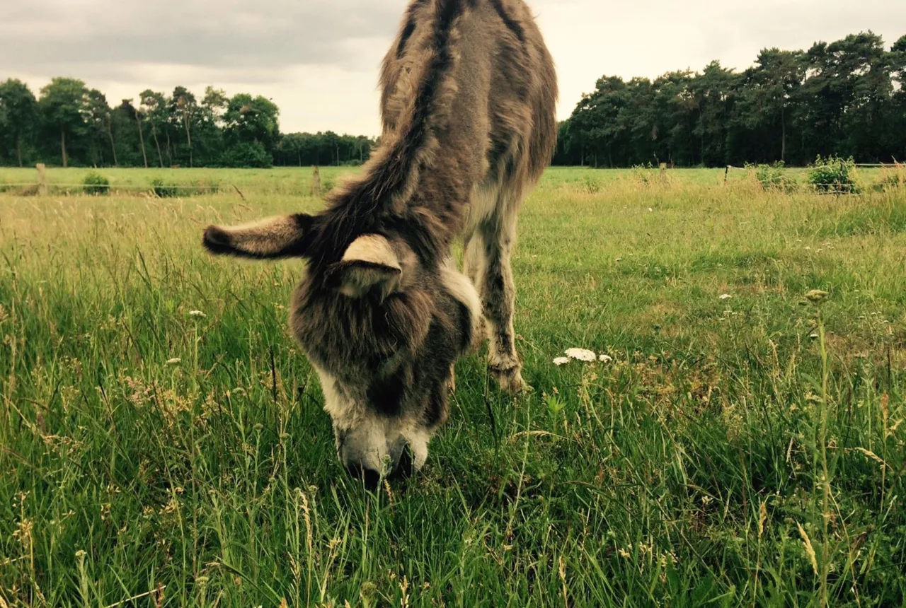 Ezel bij Camping onder de sterren Enschede - Uit in Enschede