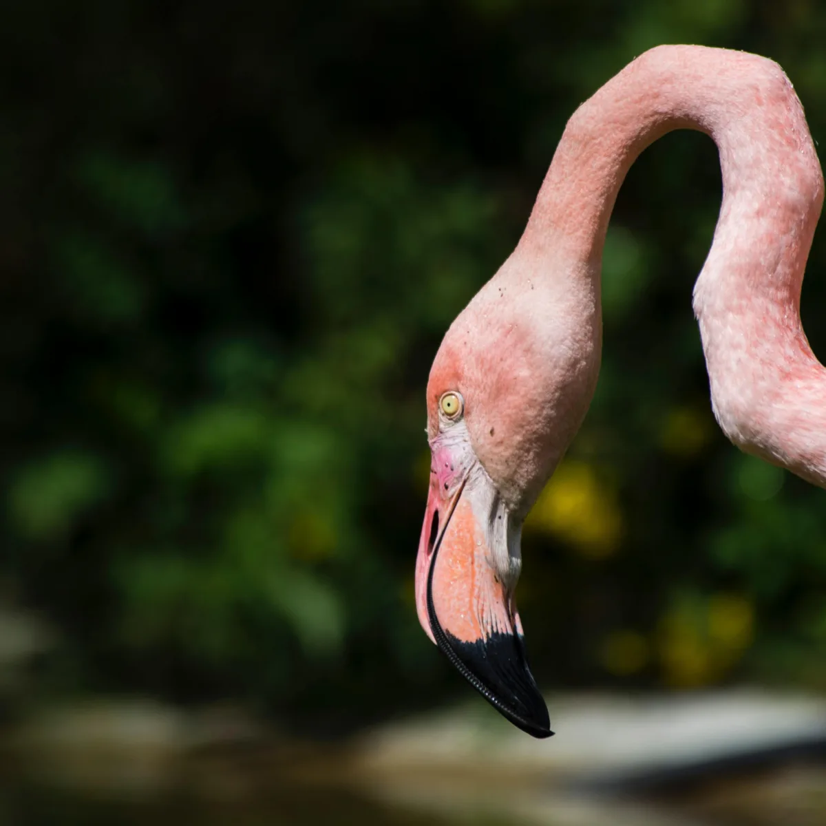 Flamingokolonie Aamsveen in Enschede. - Uit in Enschede