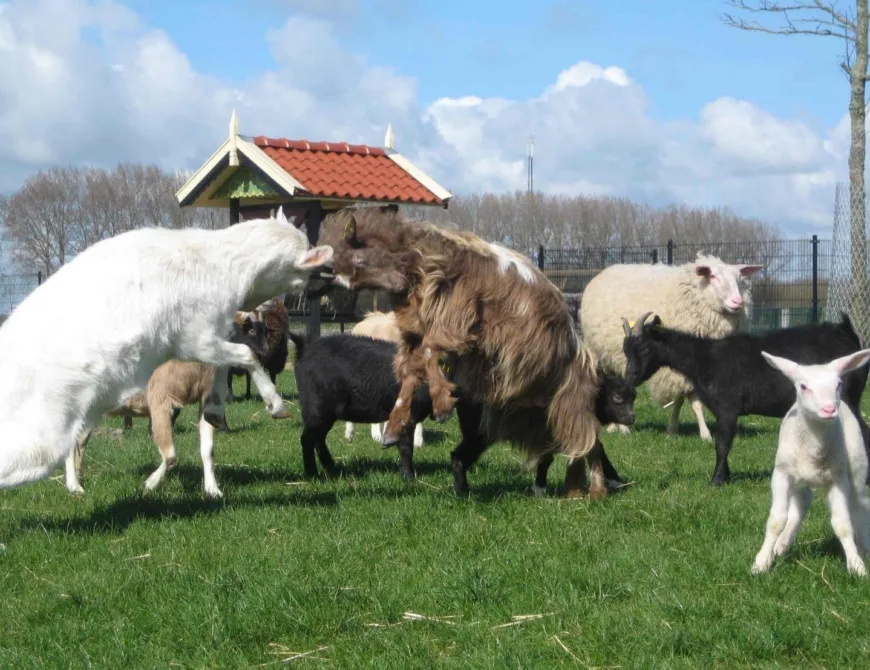 Kinderboerderij Wooldrik kids dieren Enschede - Uit in Enschede