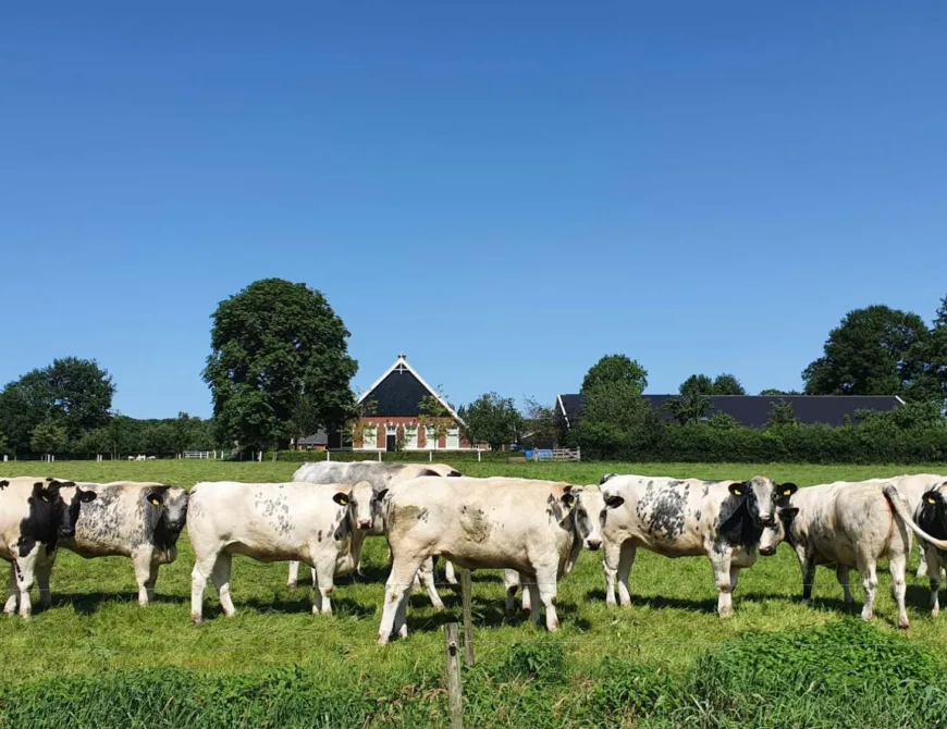 Boerderij Nieuw Horster met koeien in Enschede - Uit in Enschede